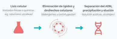 Extracción de ADN