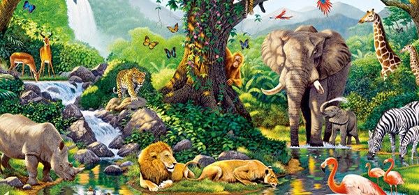 Características de los animales