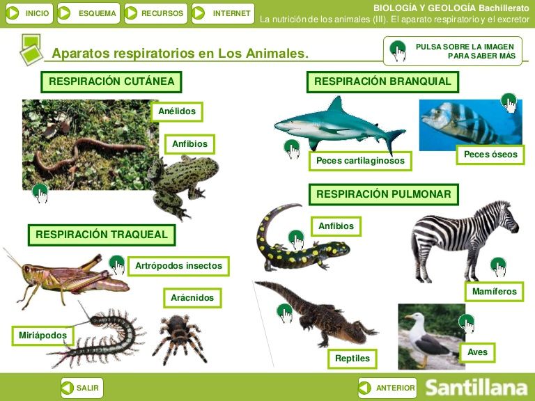 Características de los animales