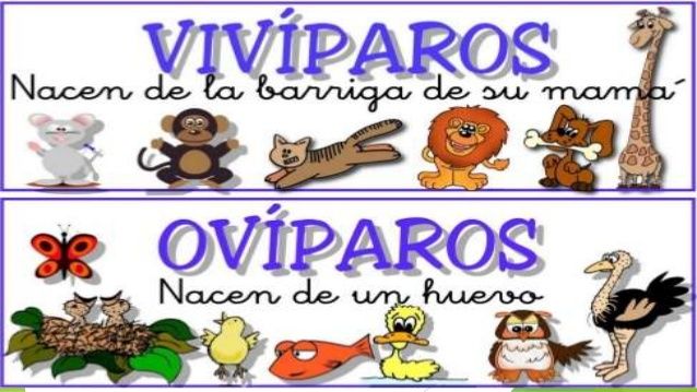 Características de los animales