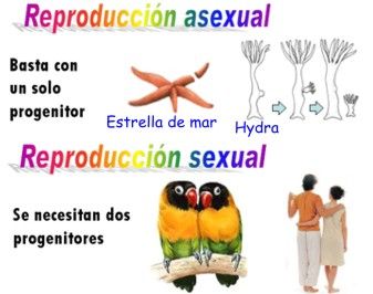 Características de los animales