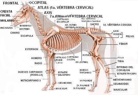 Características de los animales