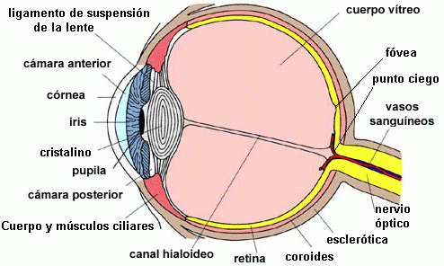 APARATO LOCOMOTOR