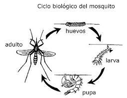Mosquito tigre