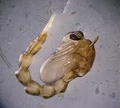 Mosquito tigre