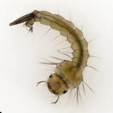 Mosquito tigre