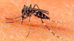 Mosquito tigre