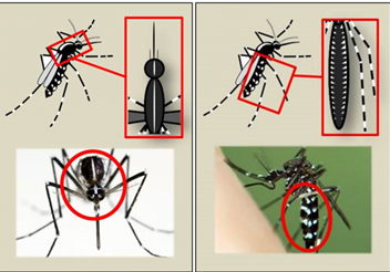 Mosquito tigre