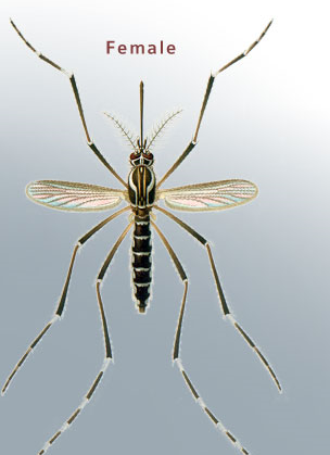 Mosquito tigre