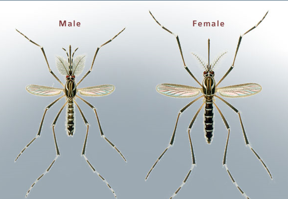 Mosquito tigre