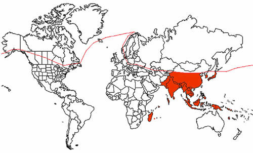Mosquito tigre