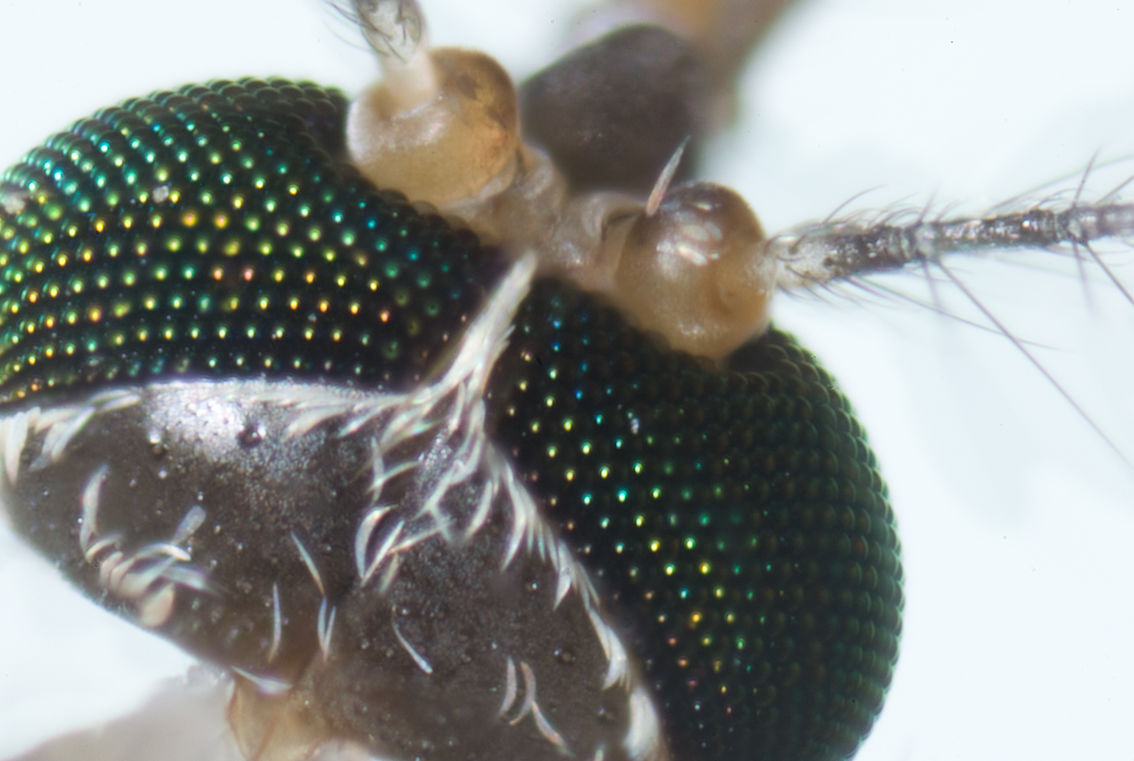 Mosquito tigre