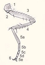 Mosquito tigre