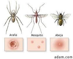 Mosquito tigre