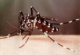 Mosquito tigre