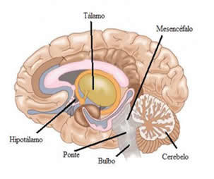 SISTEMA NERVIOSO CENTRAL