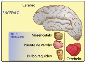 TALLO CEREBRAL