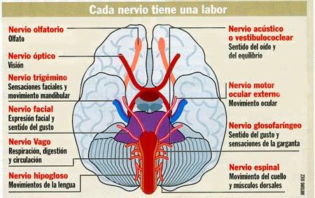 TALLO CEREBRAL