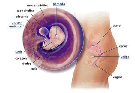 Cambios Anatomofisiológicos maternos por trimestre