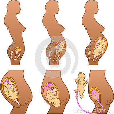 Cambios Anatomofisiológicos maternos por trimestre