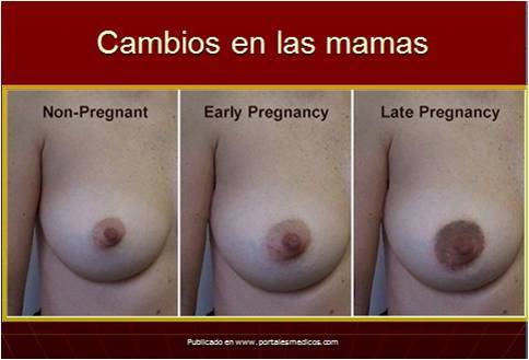 Cambios Anatomofisiológicos maternos por trimestre
