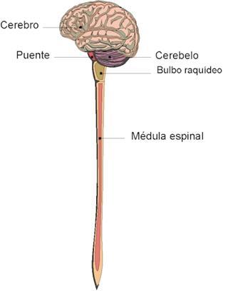 SISTEMA NERVIOSO CENTRAL