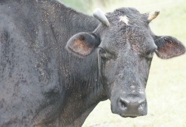 Enfermedades e infecciones de declaración obligatoria de los bovinos