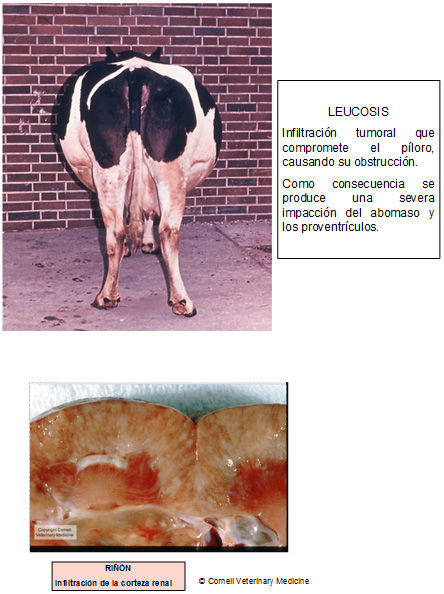 Enfermedades e infecciones de declaración obligatoria de los bovinos