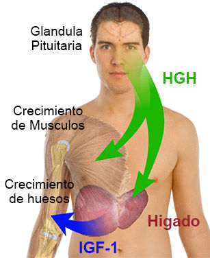 Comprensión de la Psicopatología de la Adultez y la Vejez