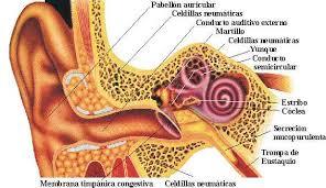 APARATO LOCOMOTOR