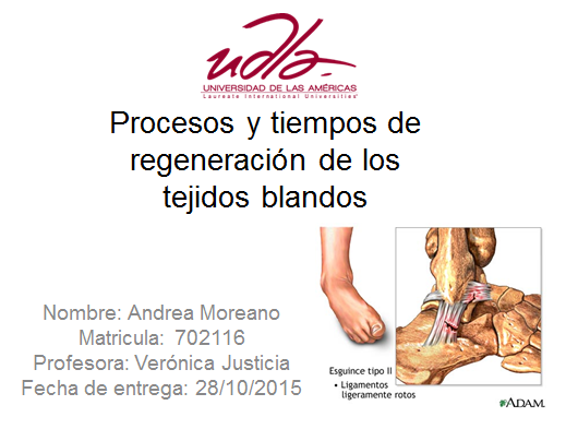Procesos y tiempos de regeneración de los tejidos blandos