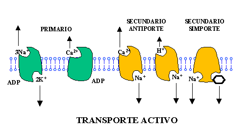 Tipos de transporte a través de la membrana.