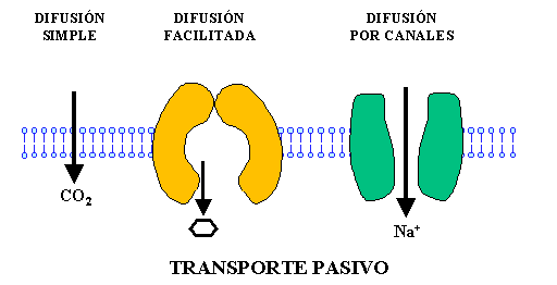 Tipos de transporte a través de la membrana.