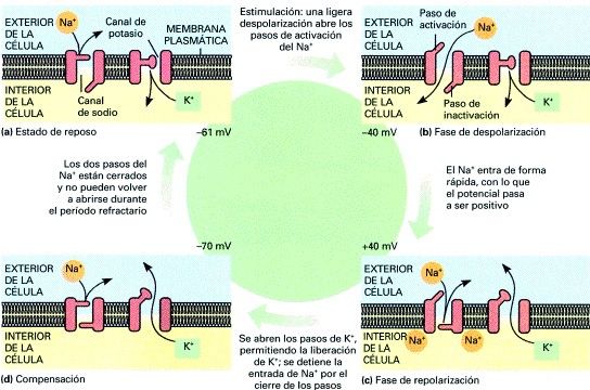 PRODUCCION DE ENERGIA PARA LA ACTIVACION MUSCULAR
