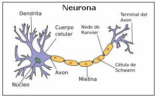 Generalidades del Sistema Nervioso Central