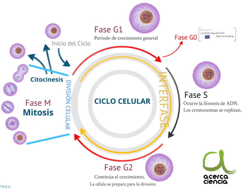 BIOLOGÍA MOLECULAR Y GENÉTICA. FISIOLOGÍA REPRODUCTIVA