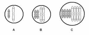 BIOLOGÍA MOLECULAR Y GENÉTICA. FISIOLOGÍA REPRODUCTIVA