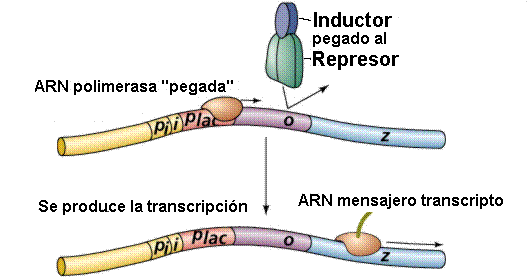 BIOLOGÍA MOLECULAR Y GENÉTICA. FISIOLOGÍA REPRODUCTIVA