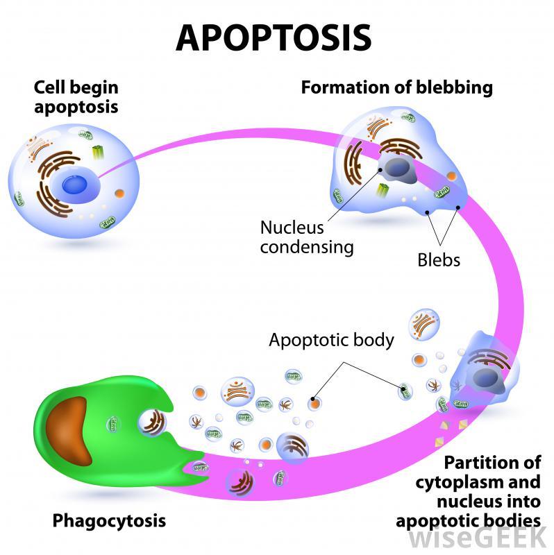 BIOLOGÍA MOLECULAR Y GENÉTICA. FISIOLOGÍA REPRODUCTIVA