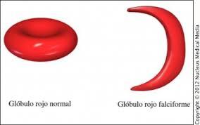 Alteraciones gastrointestinales y hematológicas durante le embarazo CONTINUACIÓN