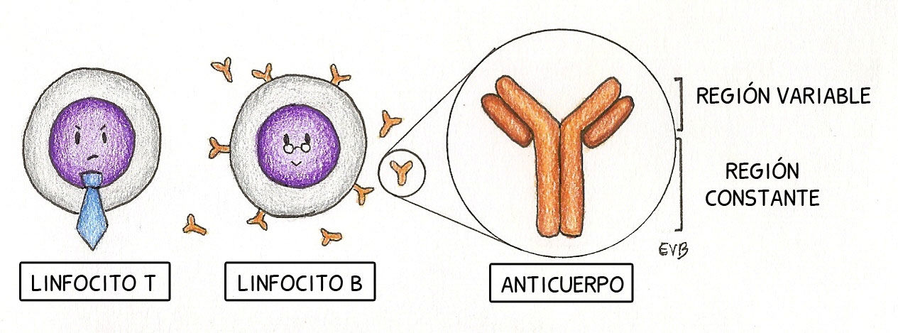BIOLOGÍA MOLECULAR Y GENÉTICA. FISIOLOGÍA REPRODUCTIVA
