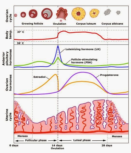 BIOLOGÍA MOLECULAR Y GENÉTICA. FISIOLOGÍA REPRODUCTIVA