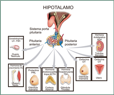 BIOLOGÍA MOLECULAR Y GENÉTICA. FISIOLOGÍA REPRODUCTIVA