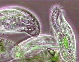 Alga eta protozoak.