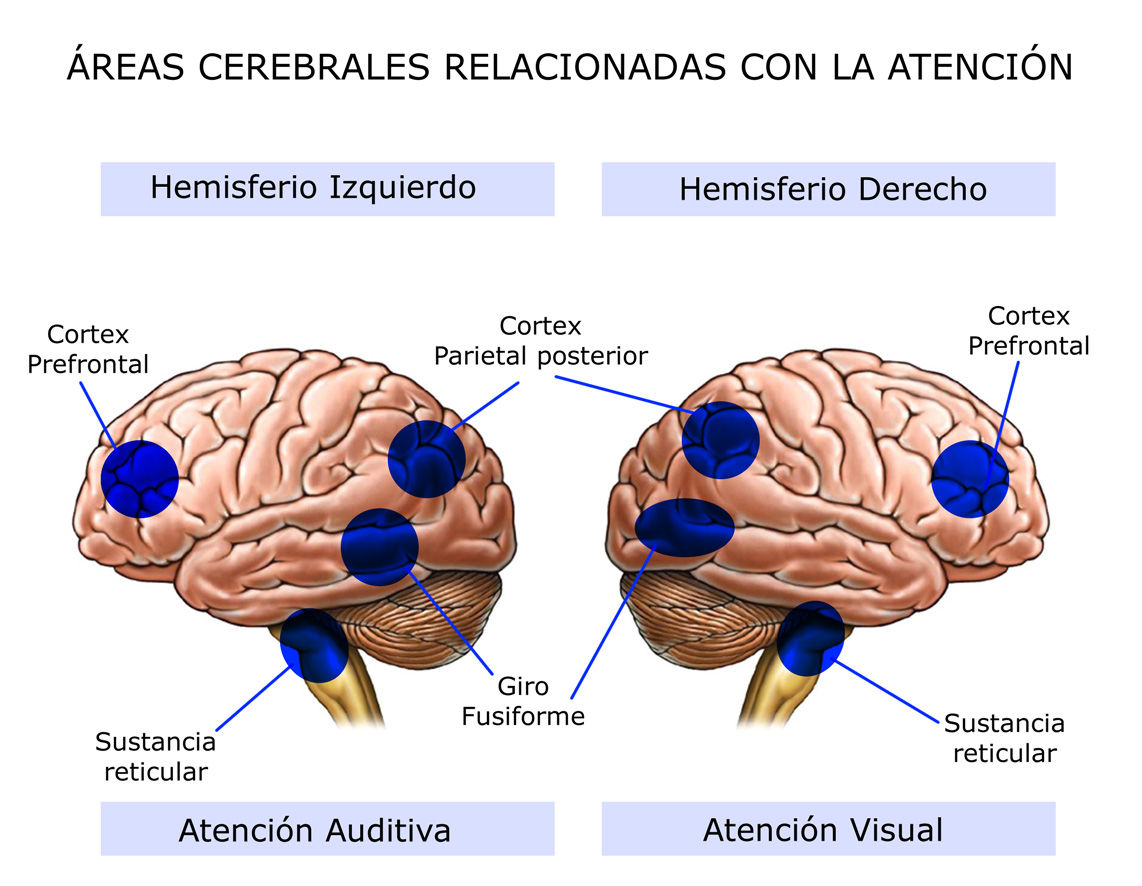 Bases cerebrales de la atención y la memoria