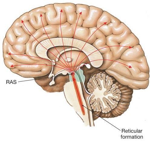 Bases cerebrales de la atención y la memoria