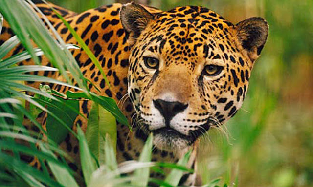 La fauna silvestre en la legislación ambiental Colombiana