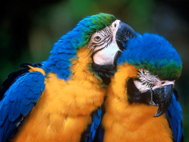 La fauna silvestre en la legislación ambiental Colombiana