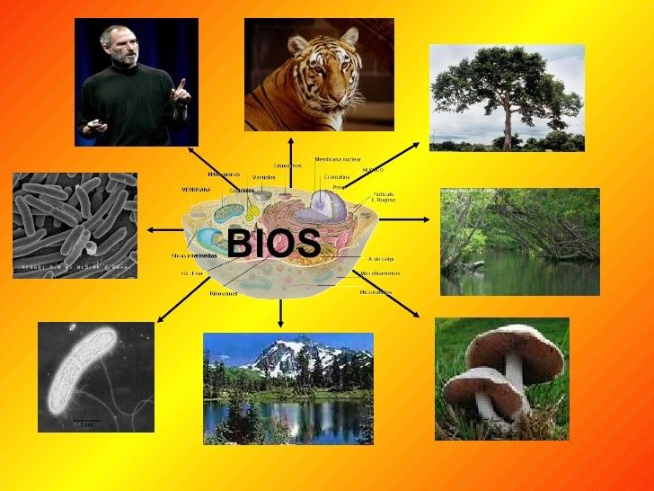 CONSERVACIÓN AMBIENTAL