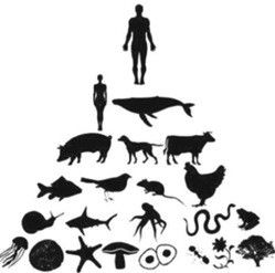 CONSERVACIÓN AMBIENTAL